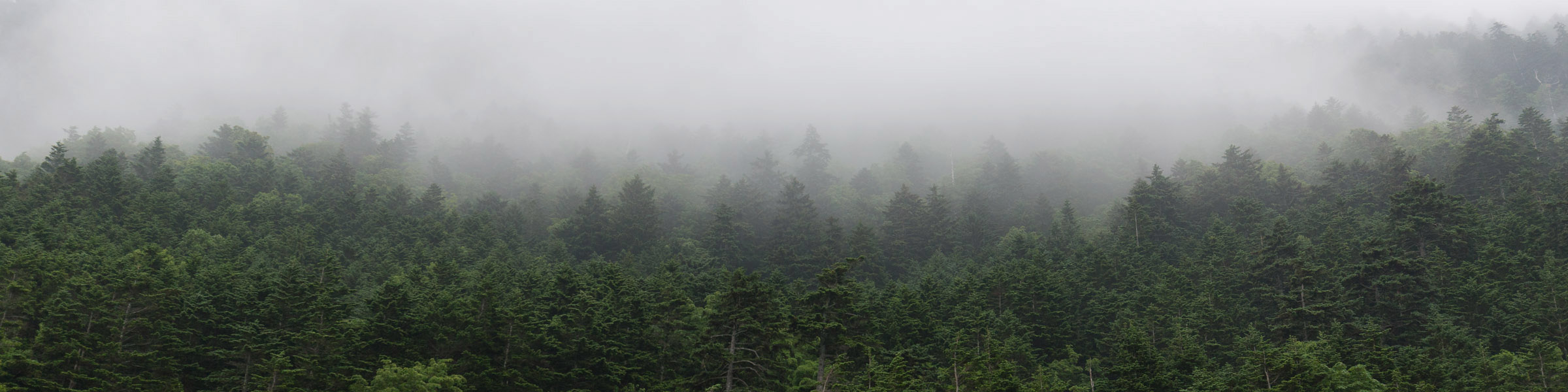 Hintergrund: Wald im Nebel